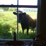 Amish Cow