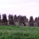 Cornstalks in PA Amish Country